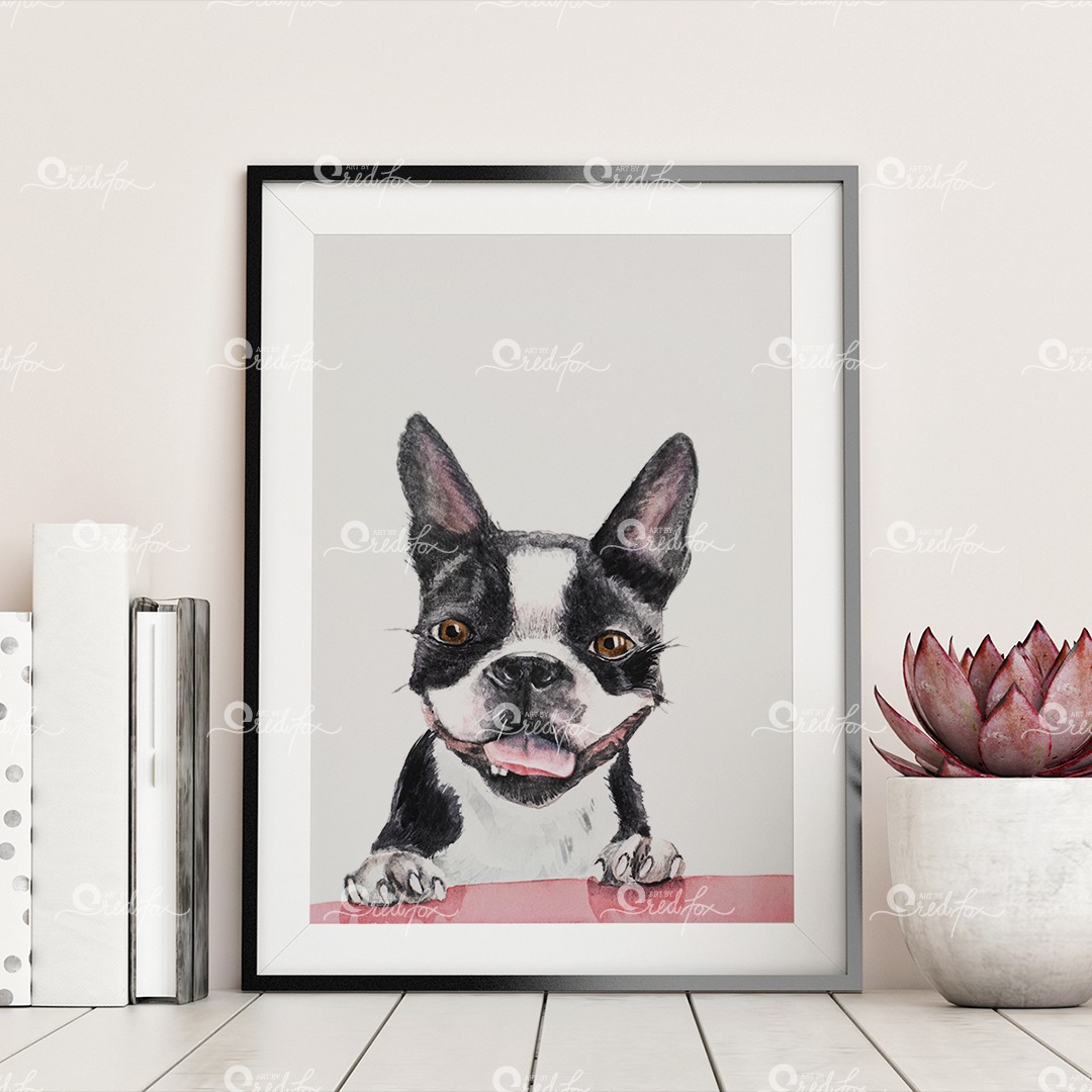 Puppies – Boston Terrier