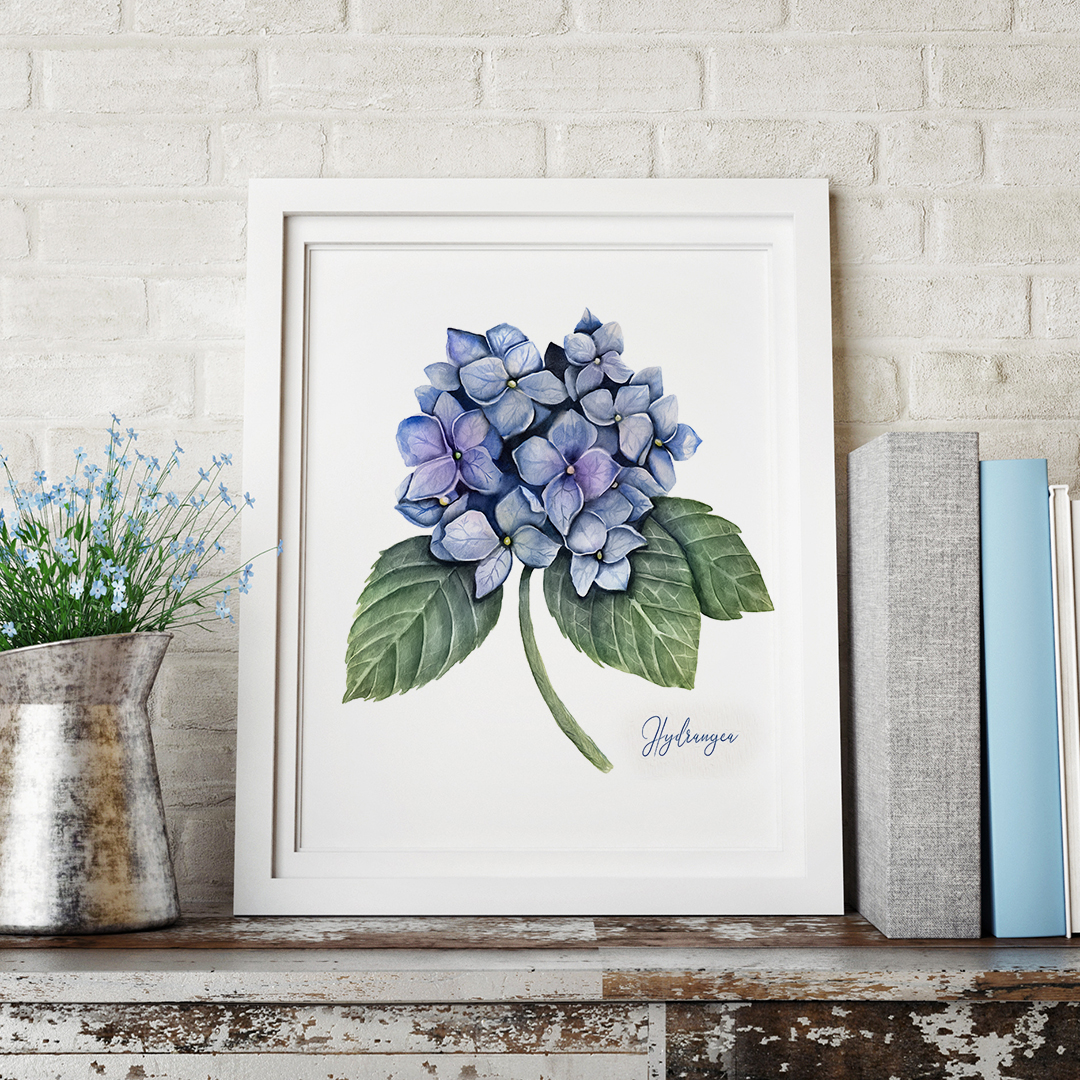 Blue Hydrangea