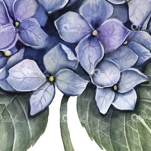 Blue Hydrangea - Image 3