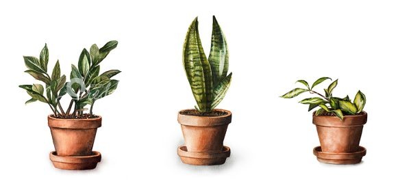 Three terra cotta pots with various plants painted in watercolor side by side