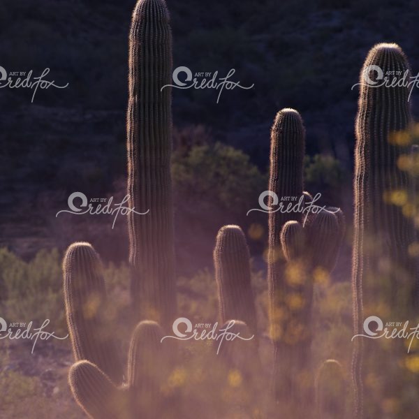 Soft Southwest - Set of 5 - Image 4