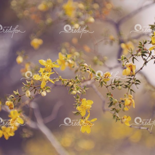 Soft Southwest - Set of 5 - Image 2