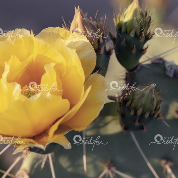 Soft Southwest - Set of 5 - Image 6