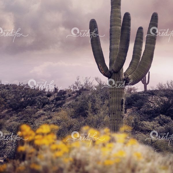 Soft Southwest - Set of 5 - Image 5