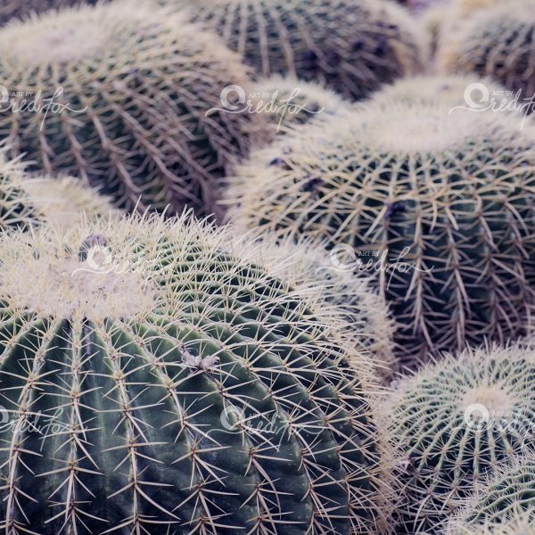 Soft Southwest - Set of 5 - Image 3